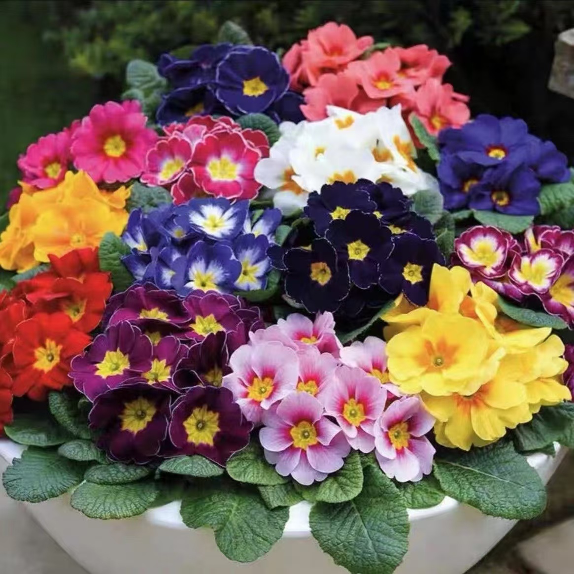 报春花耐寒花卉室内室外盆栽地载