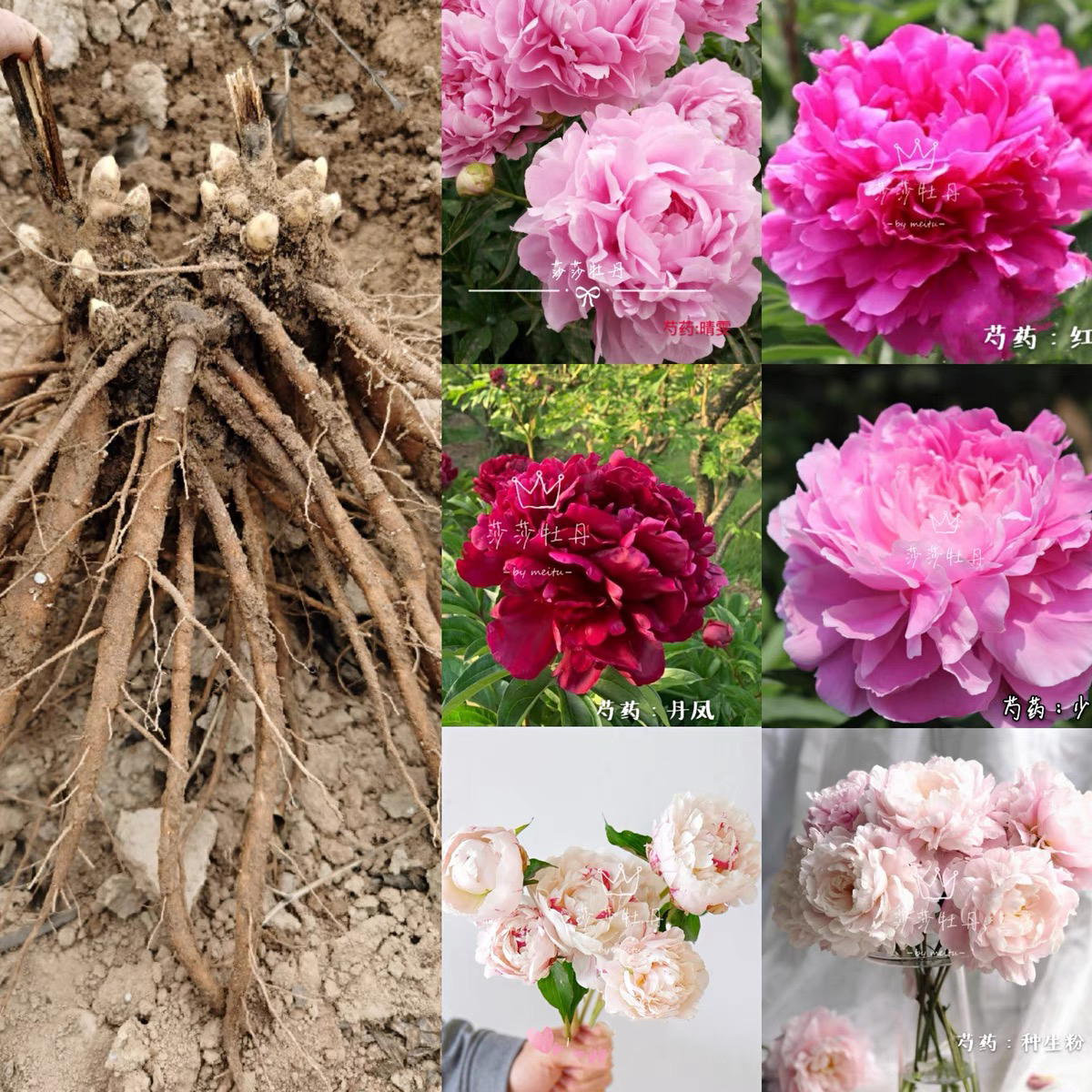 【国产精品芍药】重瓣千层大花芍药花苗  包对版基地直发