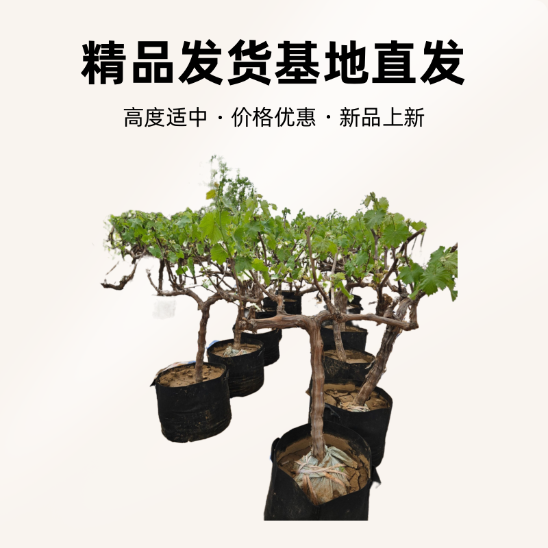 果树绿植盆景，一物一拍，基地直发，盆栽地栽庭院种植都可。