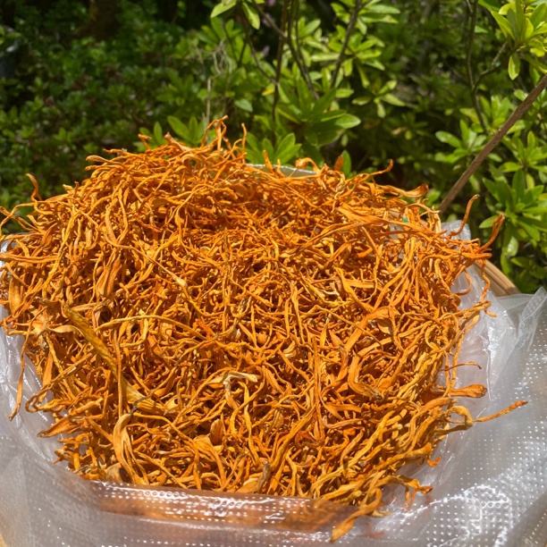 【土特产】虫草花250g