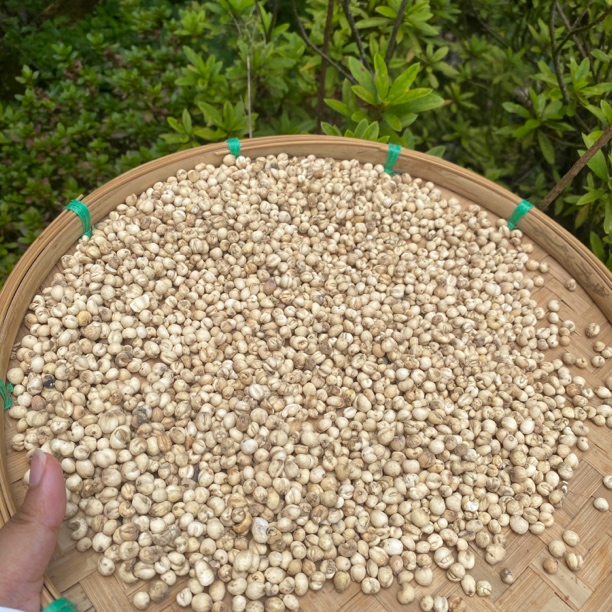 【土特产】贝母50g