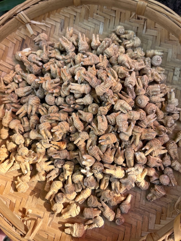 【龙爪参】净含量250g-500g
