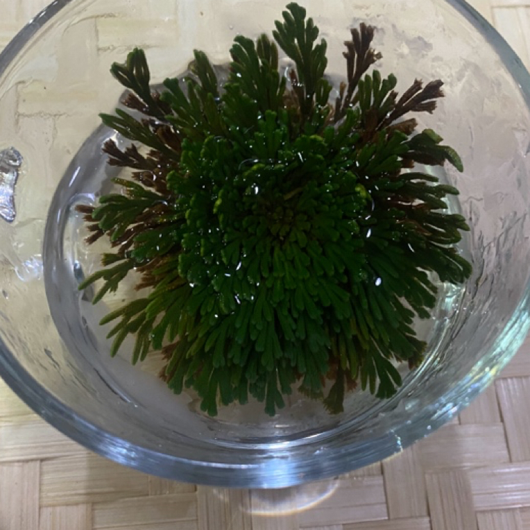 【土特产】冰雪之花 250g-1000g