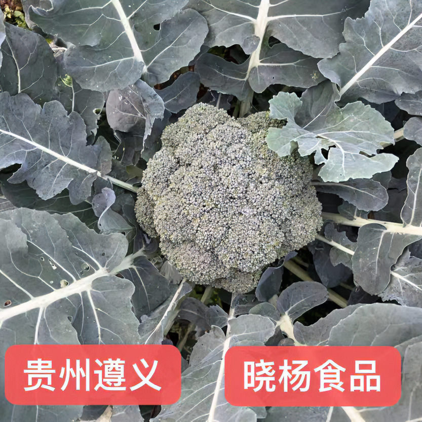 贵州遵义新鲜绿花菜西兰花宝塔花农户自产自销绿色生态西兰花