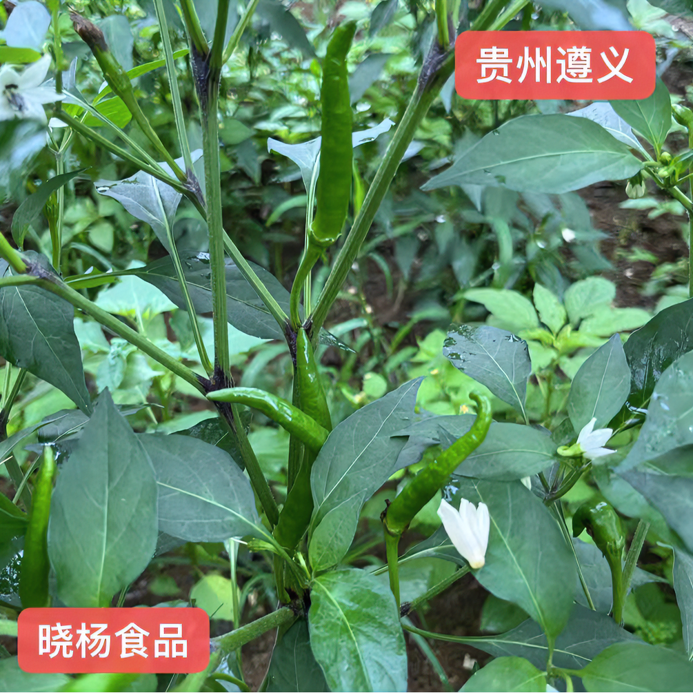 贵州遵义农户种植本地小辣椒转椒辣味十足炒菜又香又辣1-4斤包邮