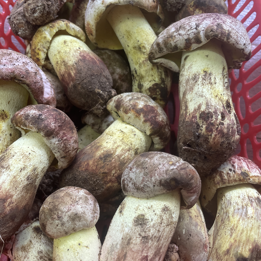 云南野生白葱牛肝菌 顺丰包邮到家500g-1000g 食用农产品