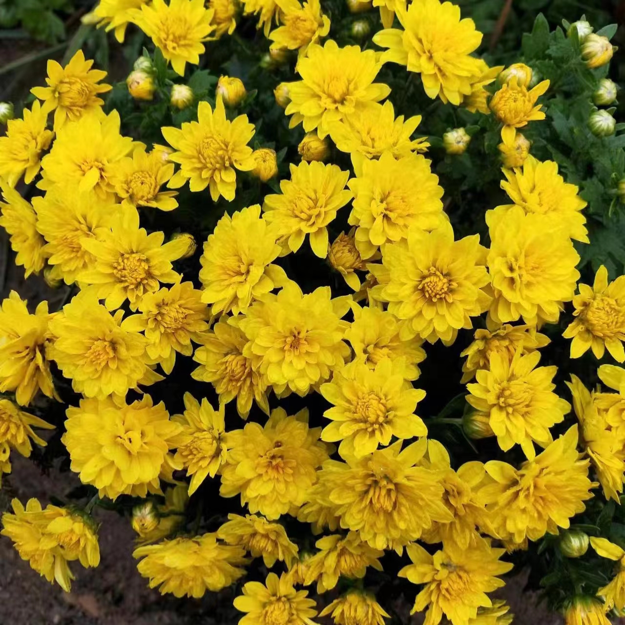 【黄球菊】盆栽花苗发货花量多花期长多年生宿根菊花品种