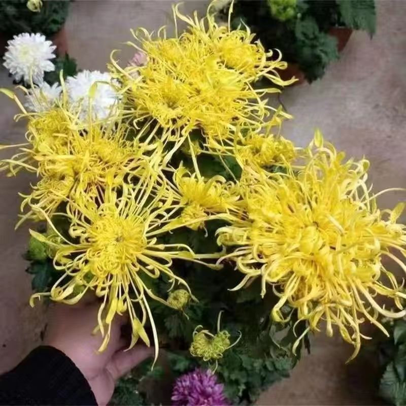 【金丝皇菊】可食用可泡茶九月菊大花丝菊系列可食用菊花盆栽
