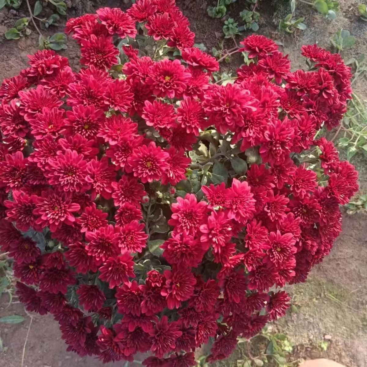 【红球菊】盆栽花苗发货花量多花期长多年生宿根菊花品种