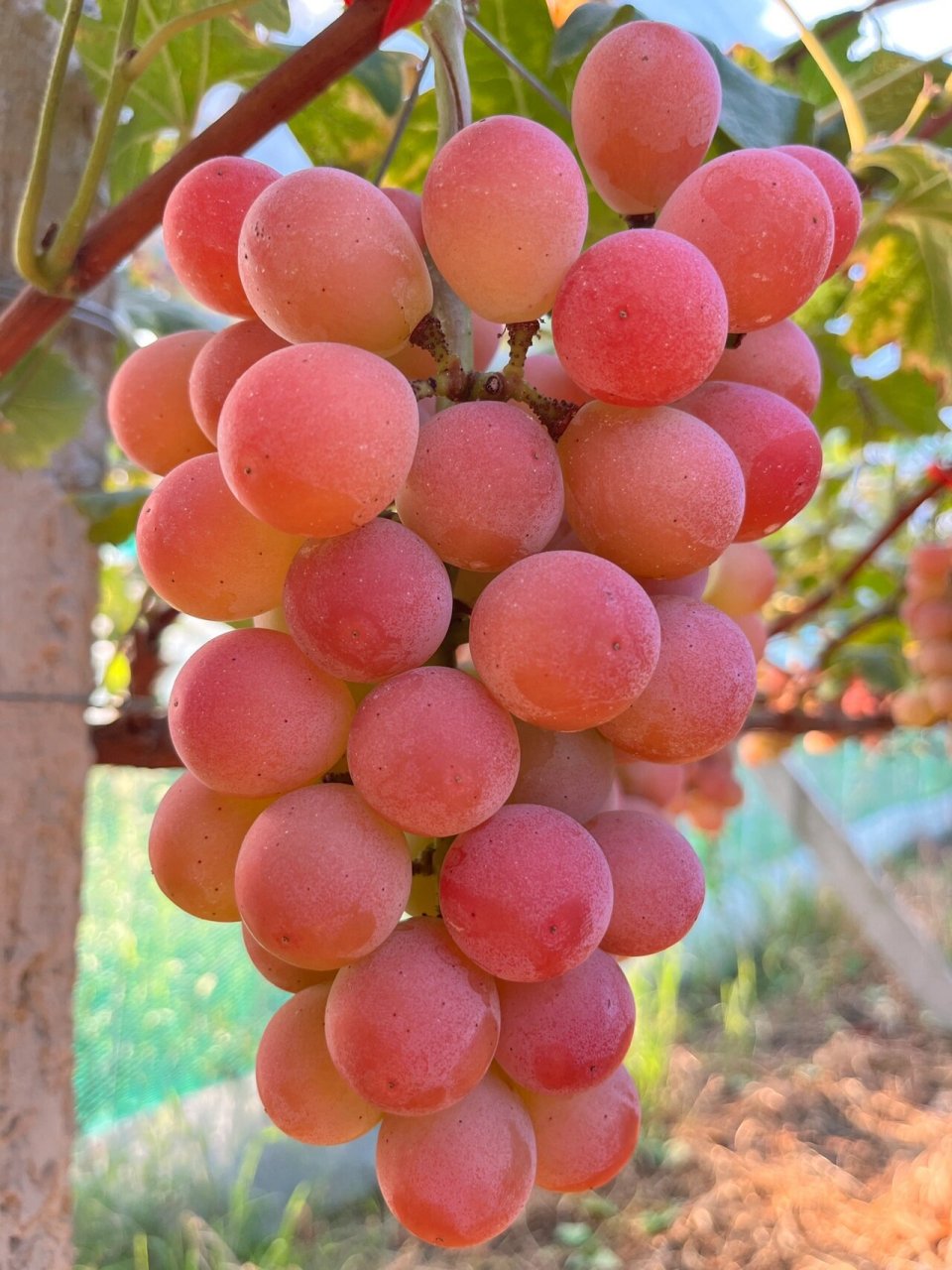 妮娜皇后葡萄约2斤/份