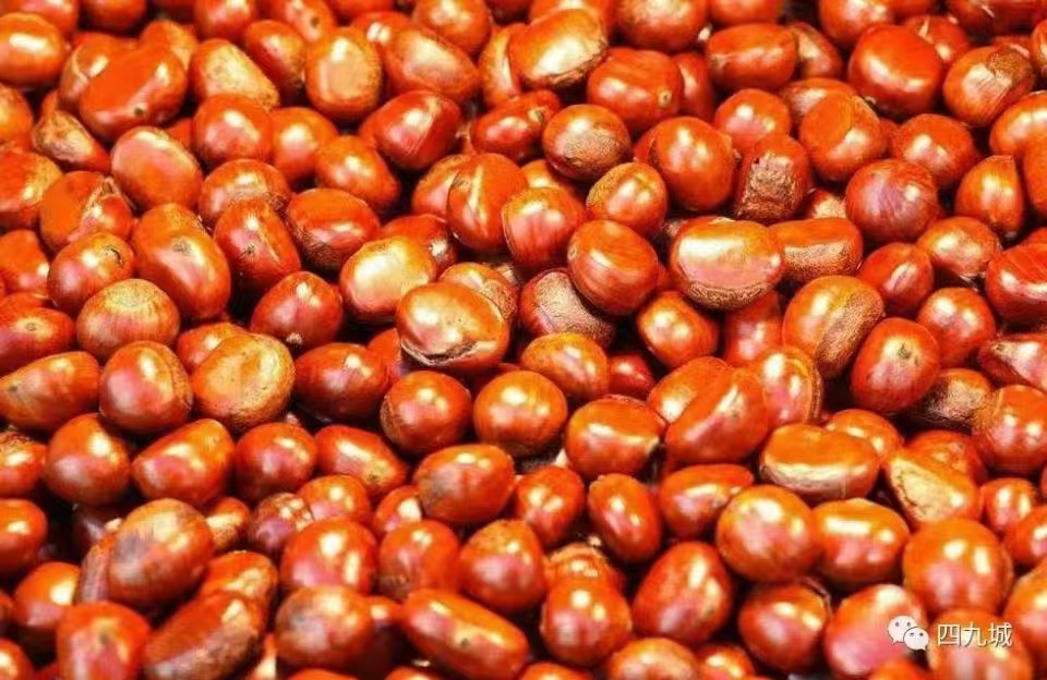 现炒板栗（一斤一份）