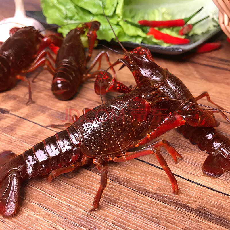 鲜活小青小龙虾12.8一斤