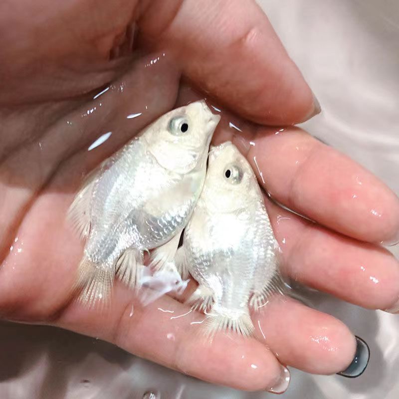 【白色蝴蝶】蝴蝶鲤狮子头大鳍大尾短身