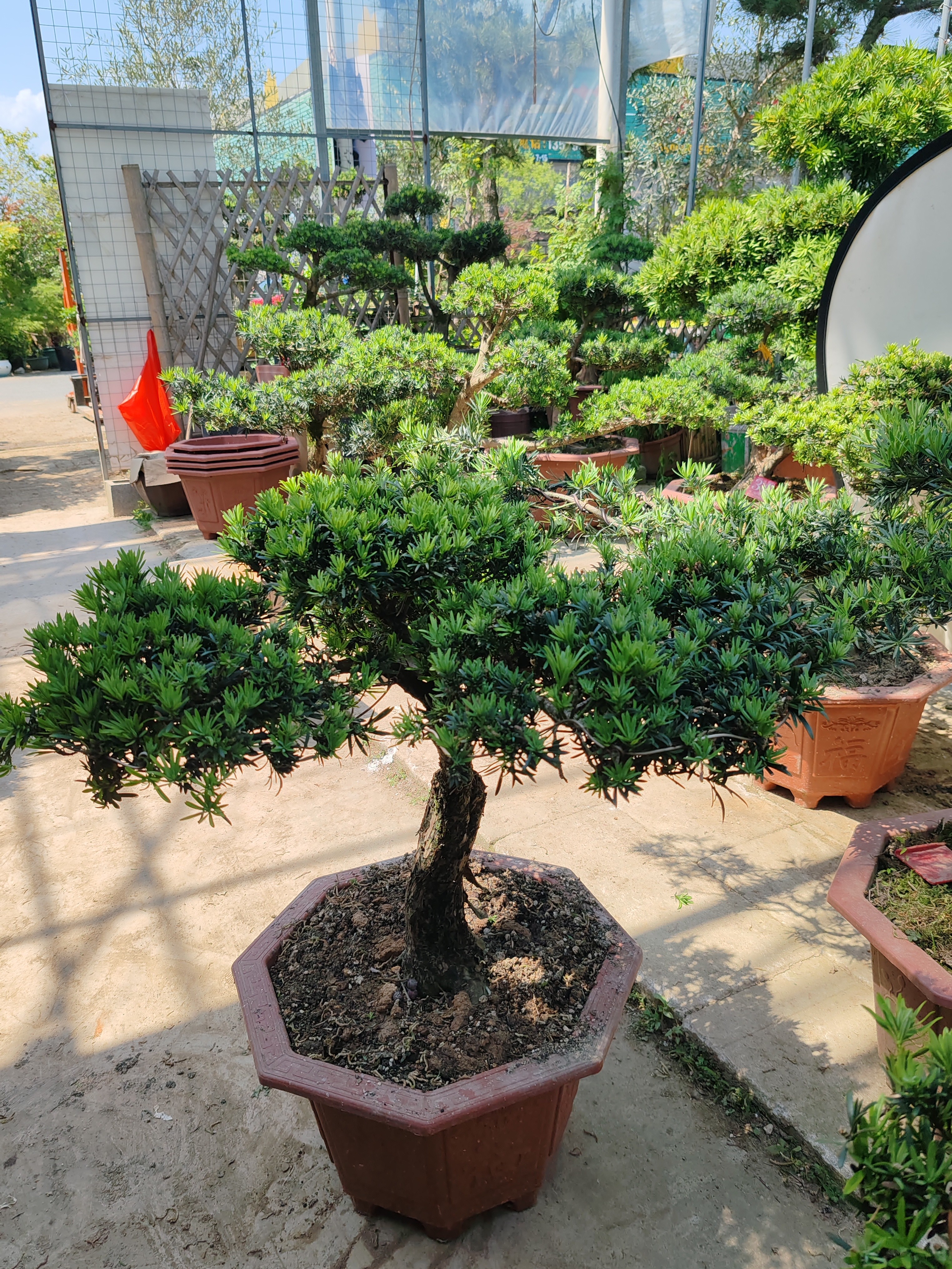 小叶雀舌罗汉松一物一拍