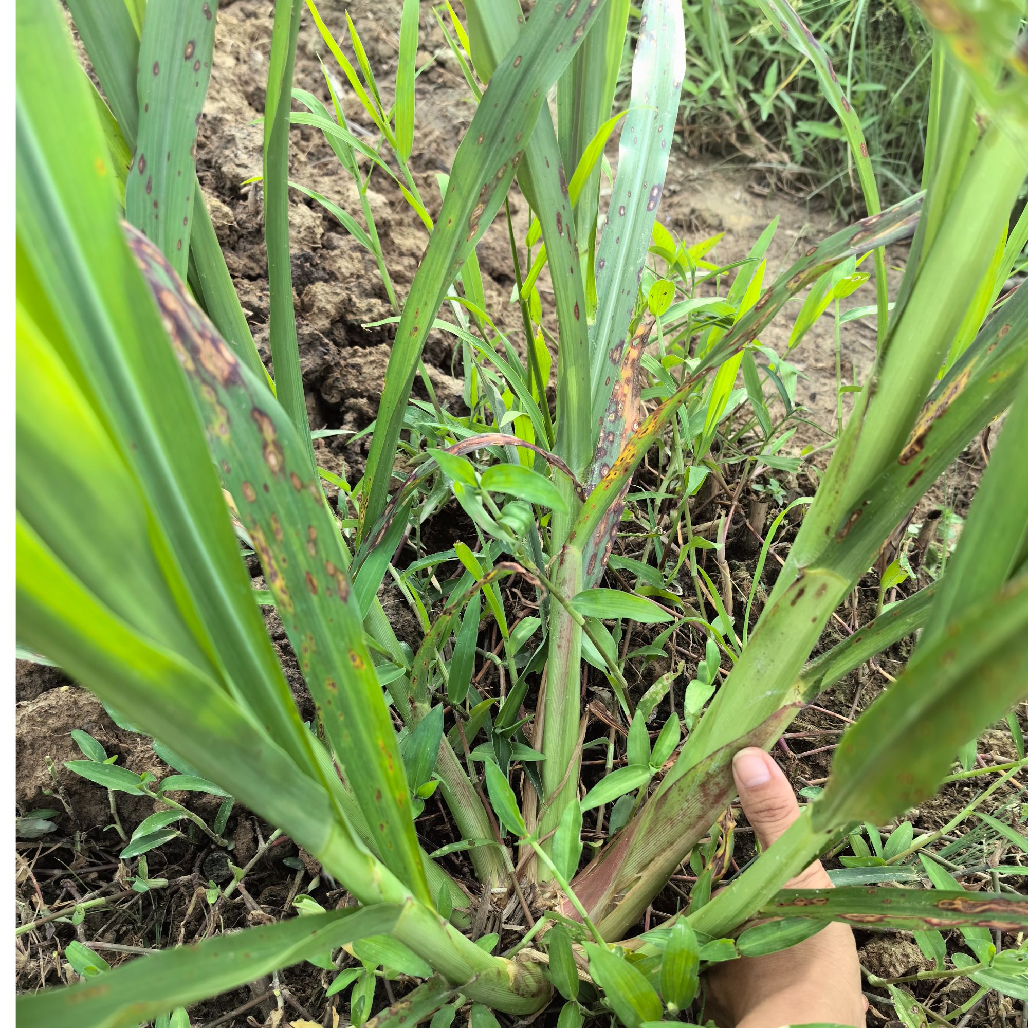 5芽试种包 正宗高产牧草无毛甜象草3号巨菌草巴西红象草成良粮草