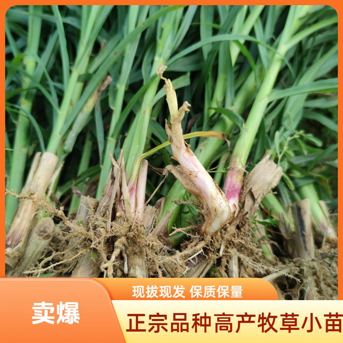 现拔无毛甜象草3号苗成良多年生高产牧草种苗耐寒巨菌草红甜象草