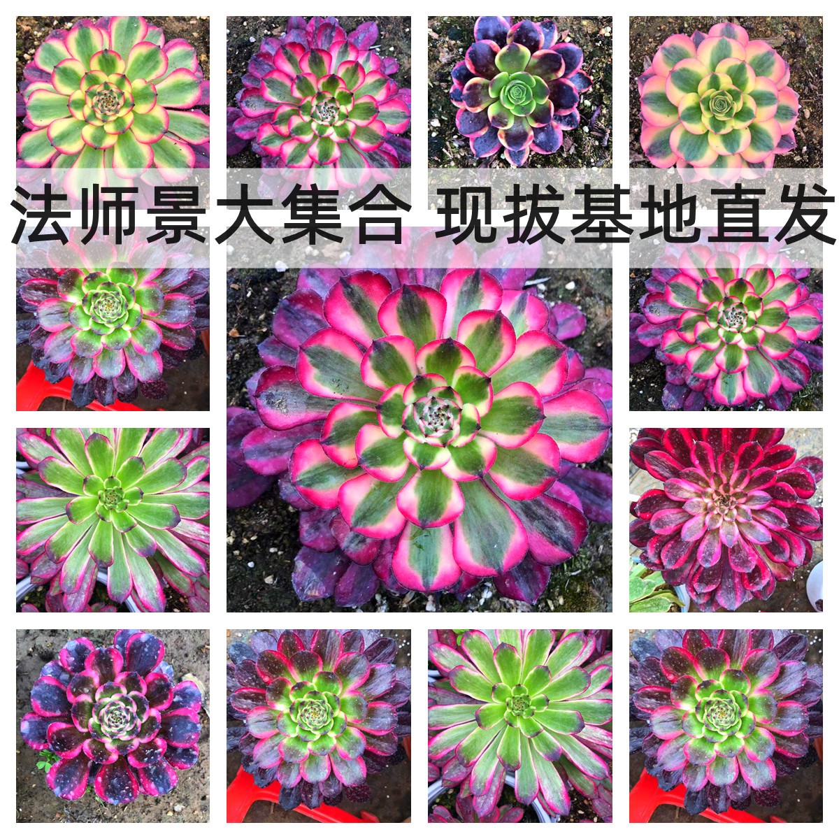 多肉法师老桩一物一拍
