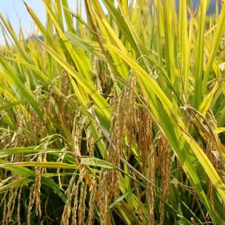 【乡村好货】农家大米/各种米农户自种挑剔勿拍散装食品代卖包邮