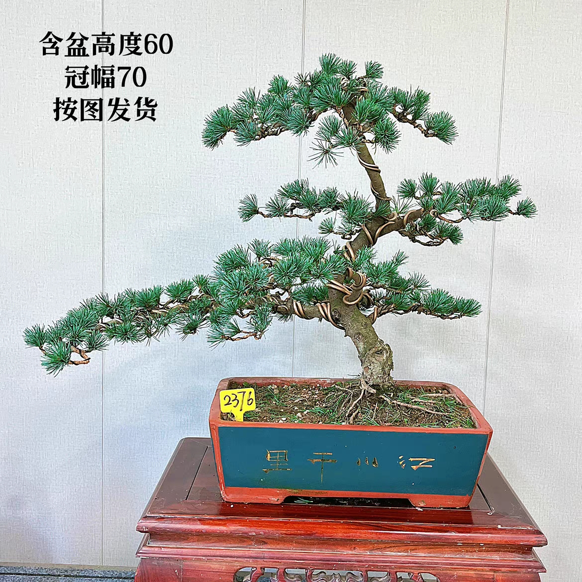 一物一拍  五针松 黑松 盆景