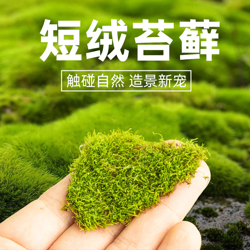 鲜活苔藓微景观盆景蒲面青苔纱布短绒小灰苔藓庭院草皮雨林水陆缸