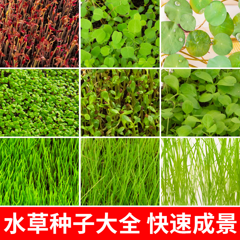 水草种子迷你对叶草鱼缸前景草速成草坪种子水族箱造景牛毛草种子