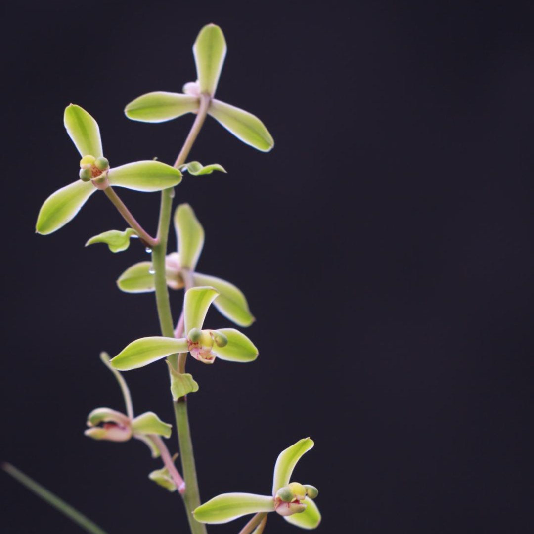 杭州清逸居 蕙兰 解佩梅瓣绿植绿色春季兰花栽培前台美观开花接待