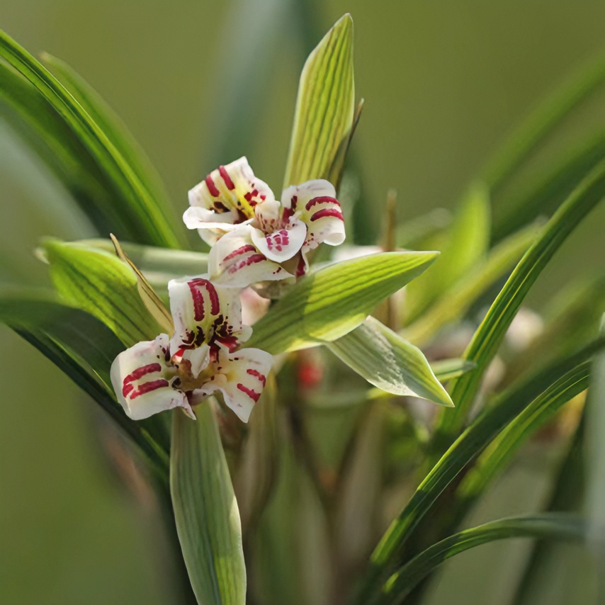 杭州清逸居 春兰 熙凤 蝶草蝶花三星蝶绿植绿色兰花美观春季庭院