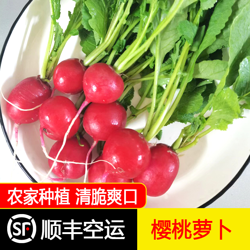 【顺丰/京东空运】东北新鲜樱桃萝卜自种红皮脆嫩水萝卜1.8斤蘸酱菜