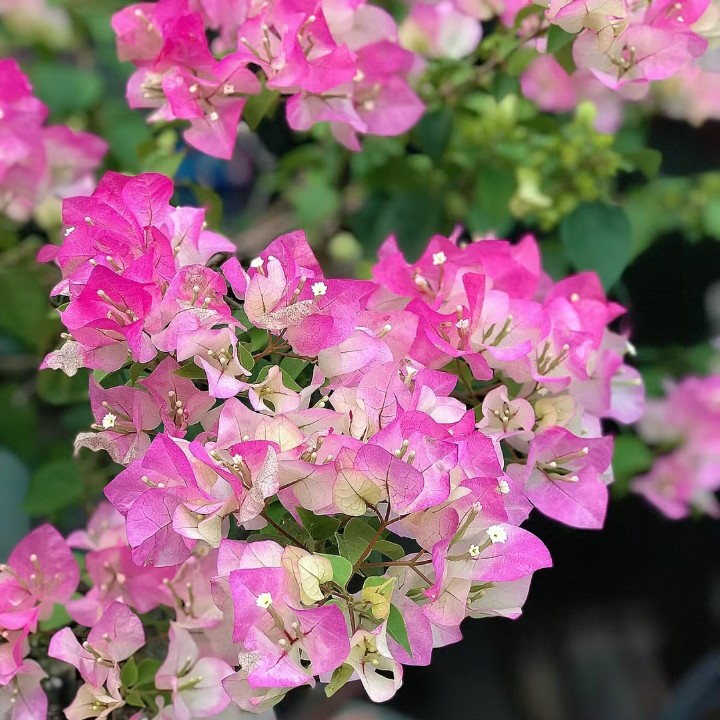 直播间一物一拍，非直播间勿拍 三角梅喜阳花卉非专属链接