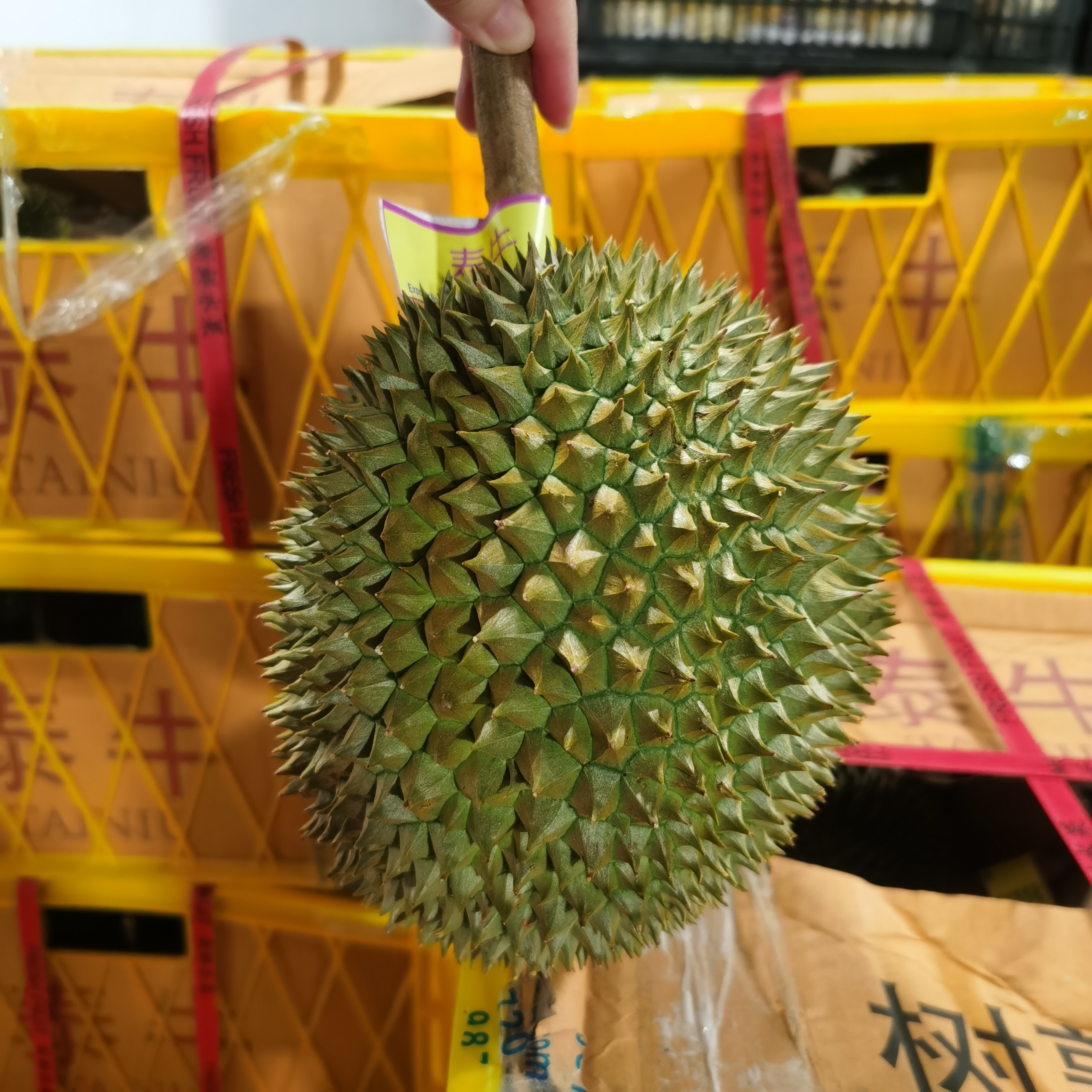 长柄猫山王榴莲1个（约3斤左右）