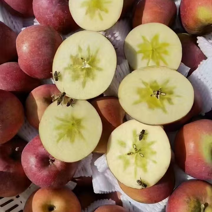 【私人订制】【糖心100%】保证糖心正宗昭通丑苹果现摘冰糖心水果脆甜