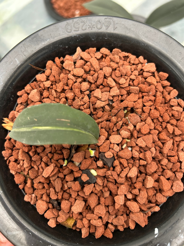 磨砂兔耳兰中脉艺