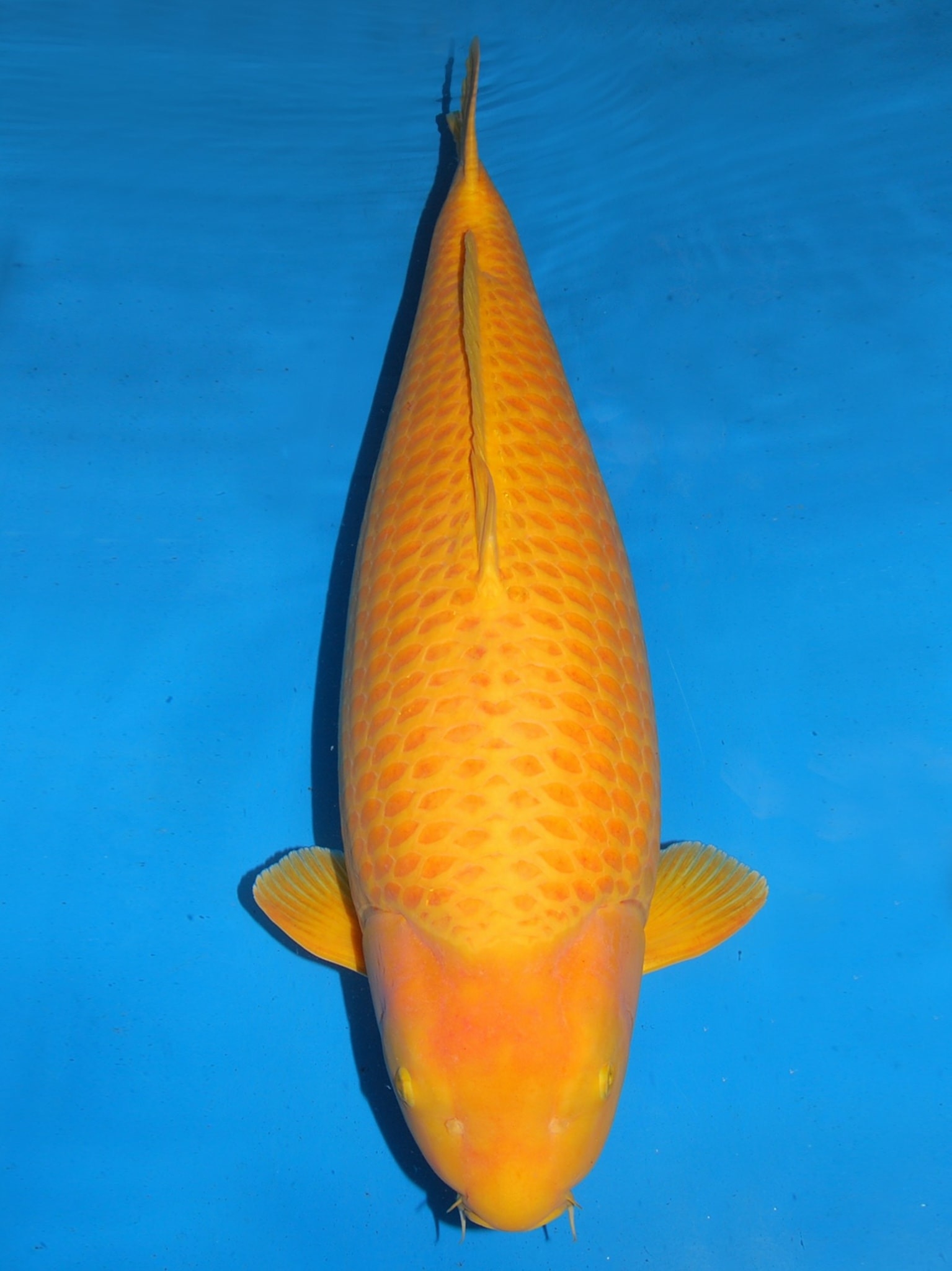 水族锦鲤芥子单色鲤