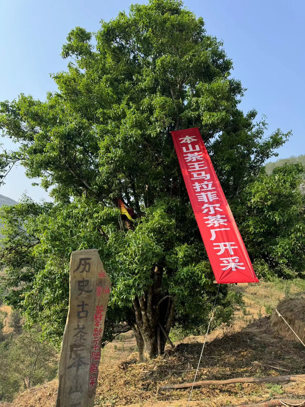 本山野生茶王柳叶条2025年4月11日开采100克