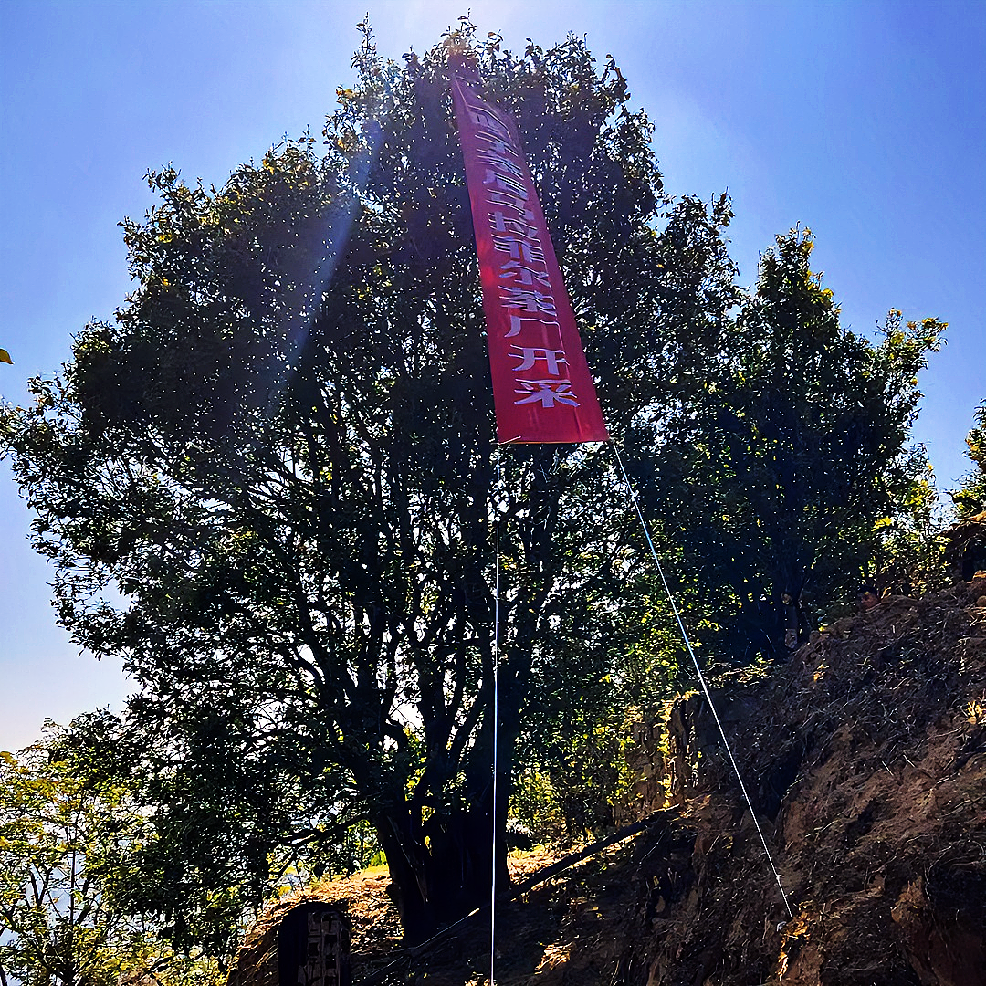 茶后二嘎子千年单株2025年4月12日开采白莺山生茶100克散