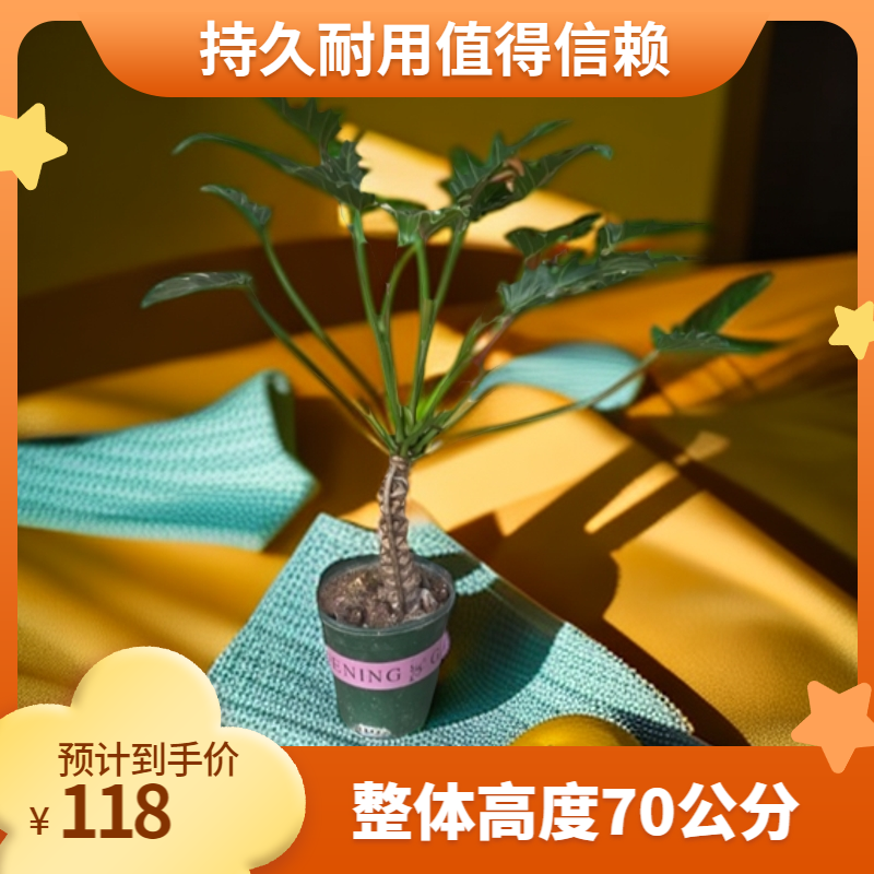 龙鳞小天使，净化空气，一物一拍龙鳞春羽