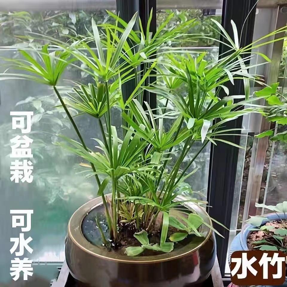 水生水培植物龟水竹盆栽水棕竹鱼缸水池塘旱伞草种植专业四季常青