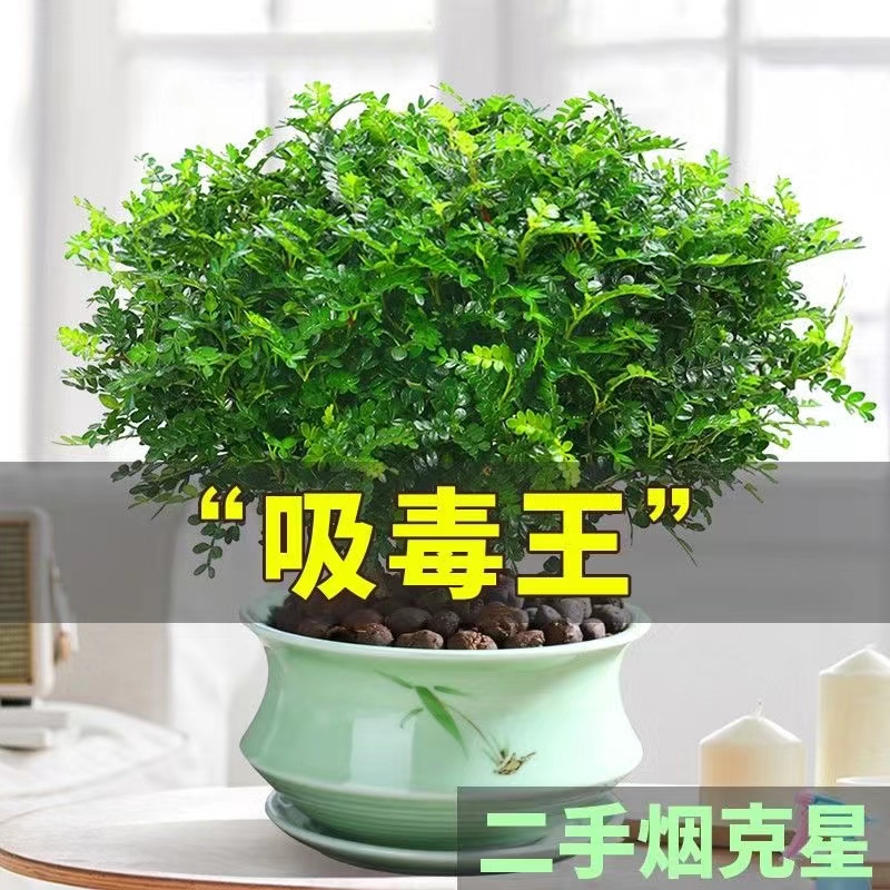 【驱蚊虫】清香木盆栽室内花卉客厅植物除甲醛绿植提神胡椒木