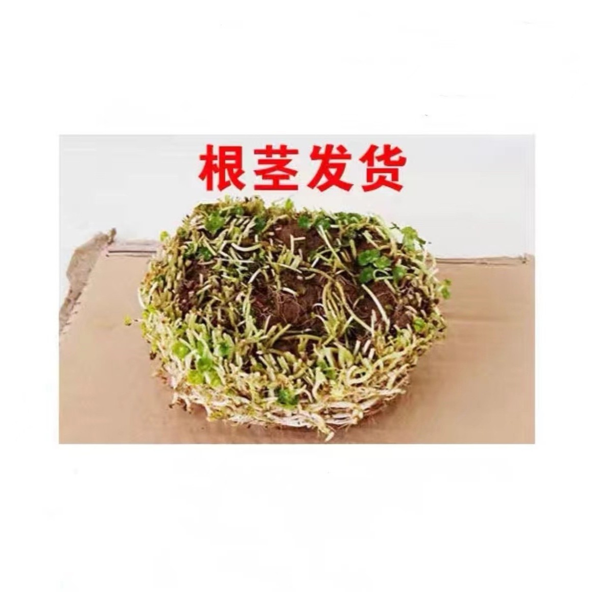 铜钱草根茎老根水培绿植盆栽室内阳台办公室水养植物花卉绿植庭院