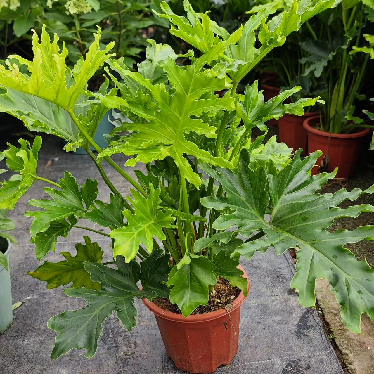 老桩春羽水培植物盆栽室内办公室桌面水养鱼缸造景花雨大叶绿植