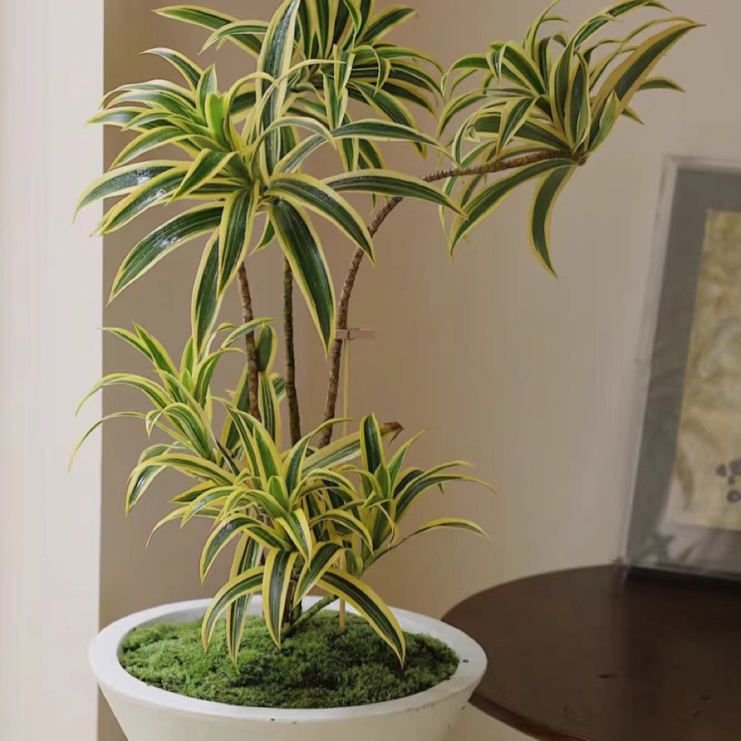 ins风网红植物金边百合竹盆栽 室内耐阴好养客厅办公室阳台绿植物