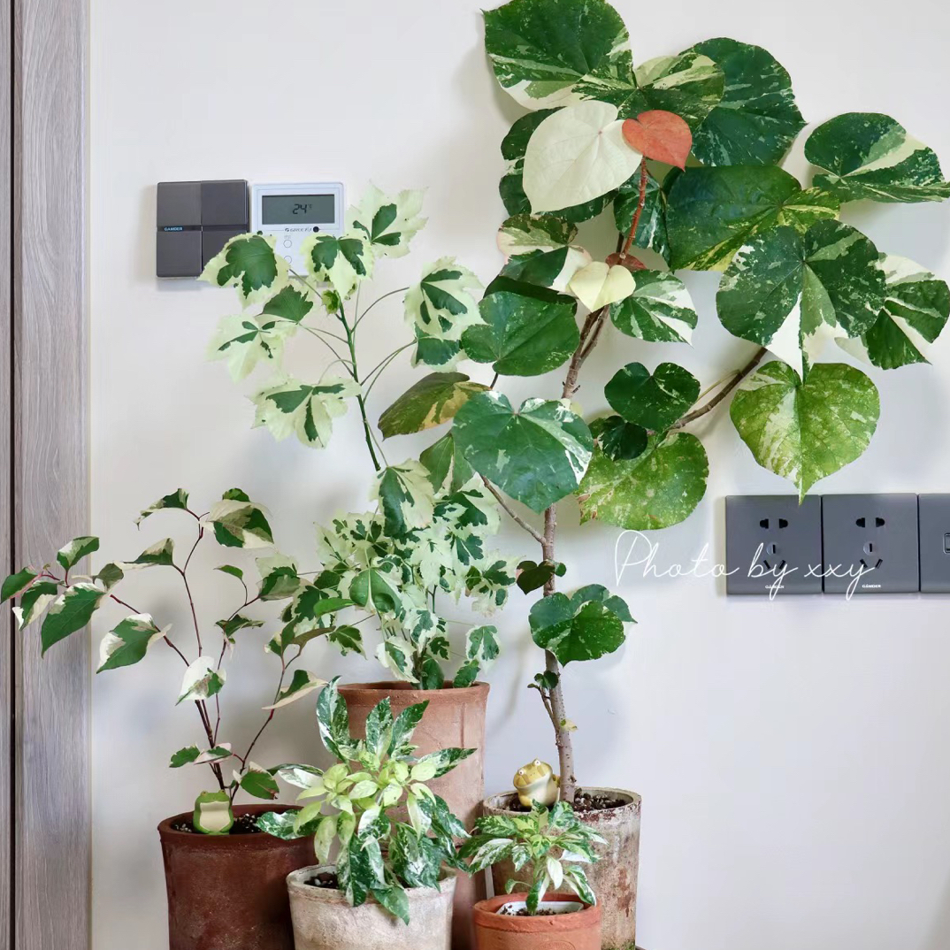 花叶黄槿木植物 ins小众盆栽阳台庭院热带木本观叶绿植