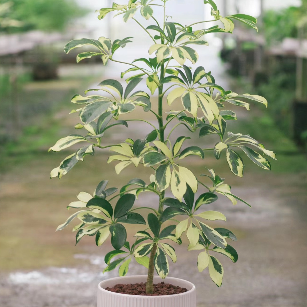 网红鸭脚木花叶鸭掌木鹅掌柴盆栽喜阴植物净化空气见土就活的花