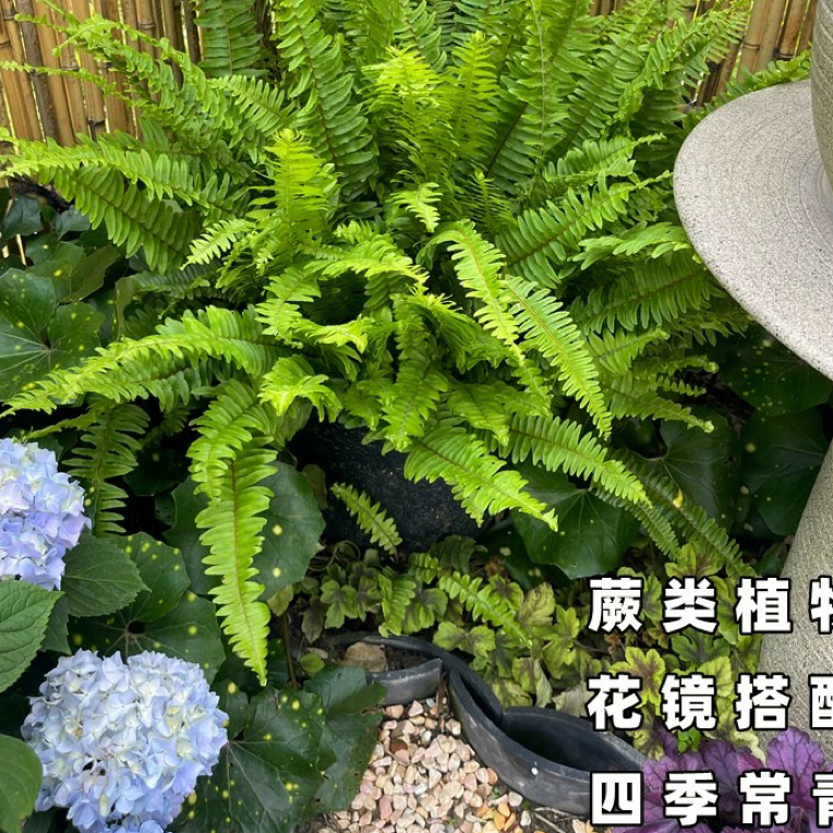 肾蕨盆栽蕨类植物波士顿室内鸟巢富贵彩虹蕨耐阴四季常青花镜植物