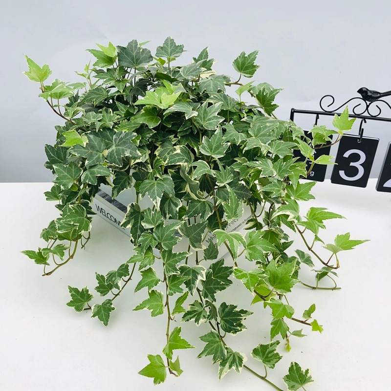 常春藤绿植盆栽阳台室内大挂墙长青藤蔓水培爬藤植物吊兰垂吊植物