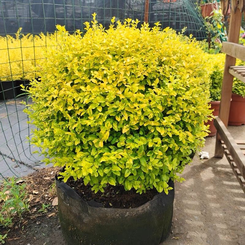 亮晶女贞落地球阳台庭院花境植物四季常青耐热耐寒亮金女贞落地球