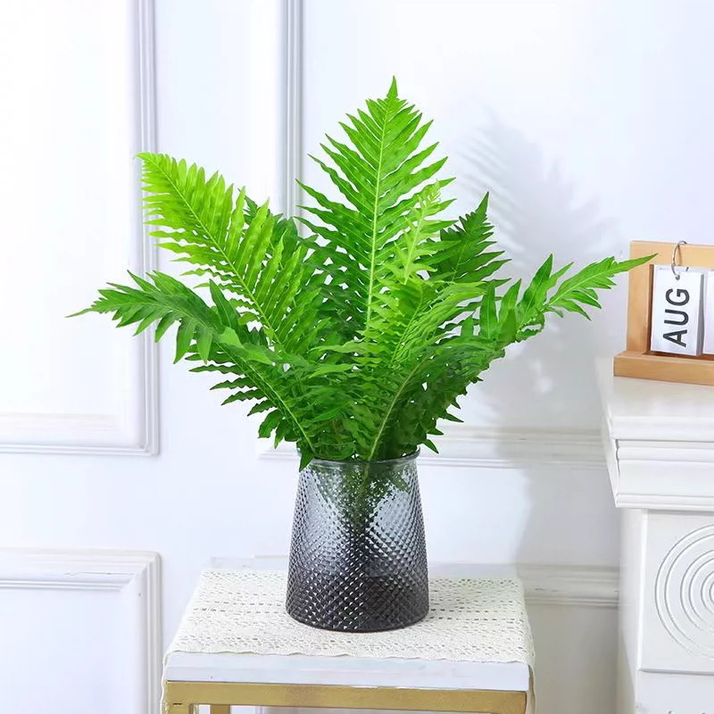富贵蕨龙船蕨乌毛蕨四季常青耐阴植物室内家居风水好运植物