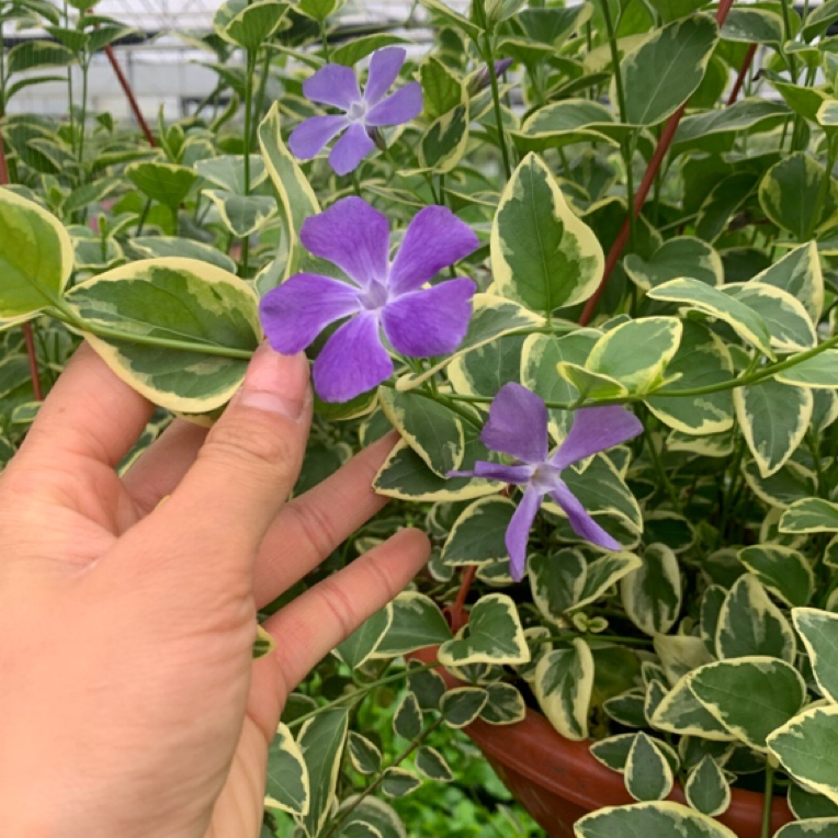 花叶蔓盆栽长藤垂吊吊兰耐寒耐热多年生宿根易养室外阳台花卉绿植