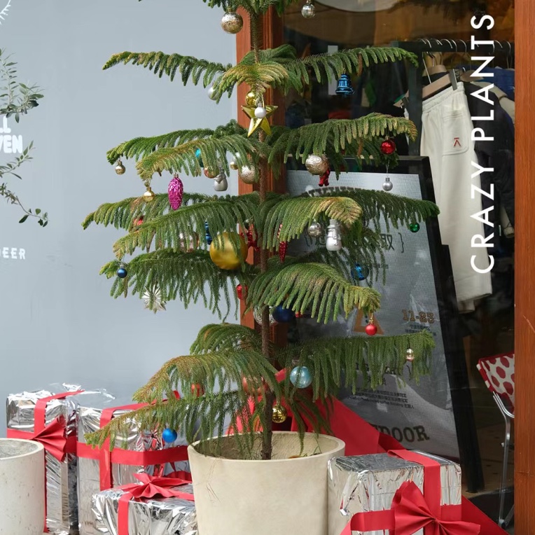 南洋杉盆栽树苗圣诞树北欧室内桌面好养绿植四季常青耐寒耐热植物