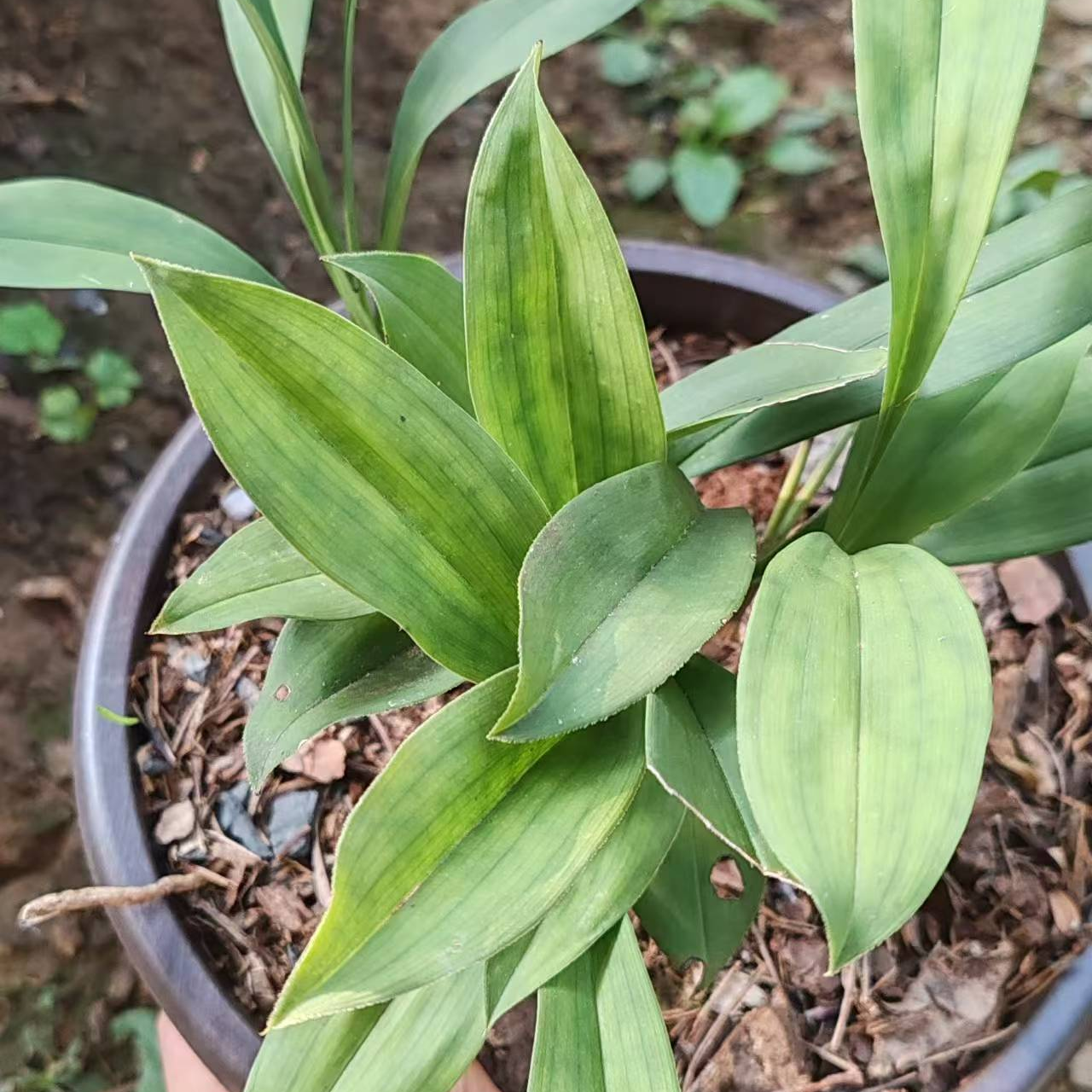 贵州兔耳兰，赏花观叶，种植绿植